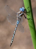 DragonFly.jpg