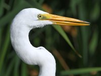 Egret3.jpg