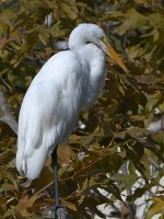 Egret.jpg