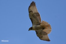 hawk1.jpg