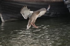 DSC_3491.jpg