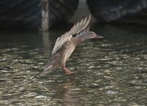 DSC_3493.jpg