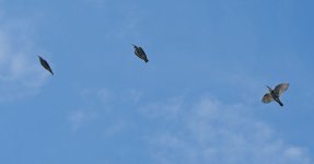 DSC_3592.jpg