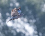 DSC_3605.jpg