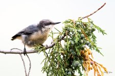 PygmyNuthatch-201.jpg