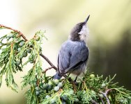 PygmyNuthatch-203.jpg