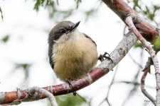 PygmyNuthatch-202.jpg