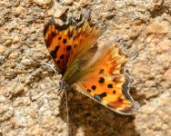 Butterfly-250.jpg