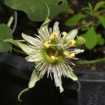 Passiflora3.jpg