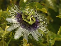 Passiflora2.jpg