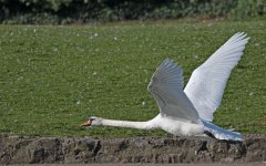 DSC_3554.jpg