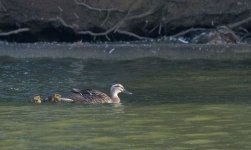 DSC_3461.jpg