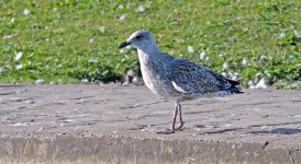 DSC_3522.jpg