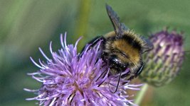 bee face DSC_4931 -1.jpg