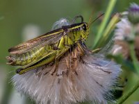 grasshopper DSC_4959 -1.jpg