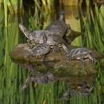 Turtle.jpg