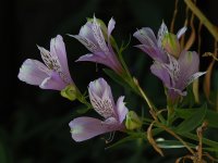 Alstameria.jpg