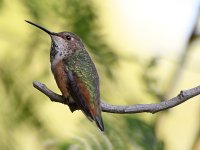 Hummer.jpg