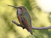 Hummer2.jpg