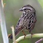 Sparrow.jpg