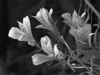 AlstameriaBW.jpg