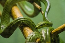 Disco-Zoo--Green-Viper-Sweat-DC.jpg