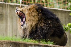 Disco-Zoo--Roaring-Lion-DC.jpg