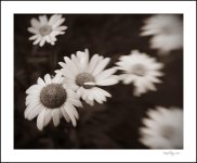 DSC_0921.jpg