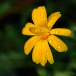 DSC_1042.jpg