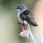 Hummer8.jpg