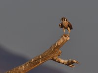 ROY_3204.JPG