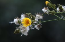 DSC_3636.jpg