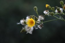 DSC_3656.jpg
