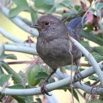 Towhee2.jpg
