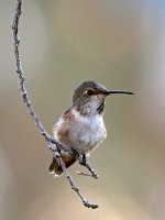 Hummer.jpg