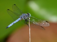 Dragonfly.jpg