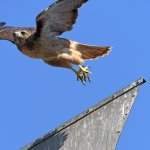 Hawk.jpg