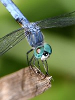 Dragonfly4.jpg