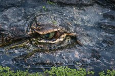 Gator.jpg