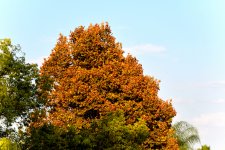 ROY_3265.JPG