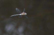 DSC_3895.jpg