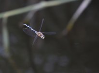 DSC_3886.jpg