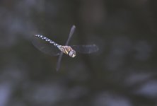 dsc_3891_36797054801_o.jpg