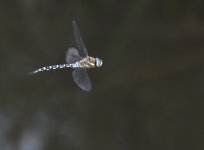 DSC_3896.jpg