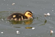 DSC_3851.jpg
