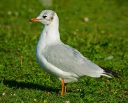 DSC_8689.jpg