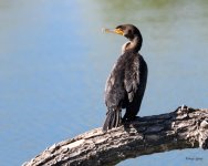 Cormorant-210.jpg