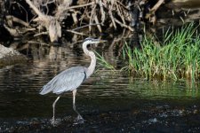 BlueHeron-252.jpg