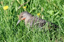 Flicker-210.jpg