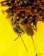 Bee-247.jpg